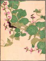 Album d'insectes choisis vol 1, Utamaro, 1788, estampe bibliothèque de l'INHA (NUM 4 EST 450 (1), f.5). Cliché INHA