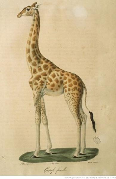 Wermer, Langlumé, girafe femelle, lithographie, planche 54 de l'Histoire naturelle des mammifères, t. V; Source : gallica.bnf.fr/ Bnf